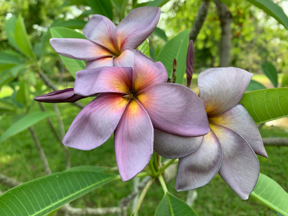 Serendipity Plumeria Accessories