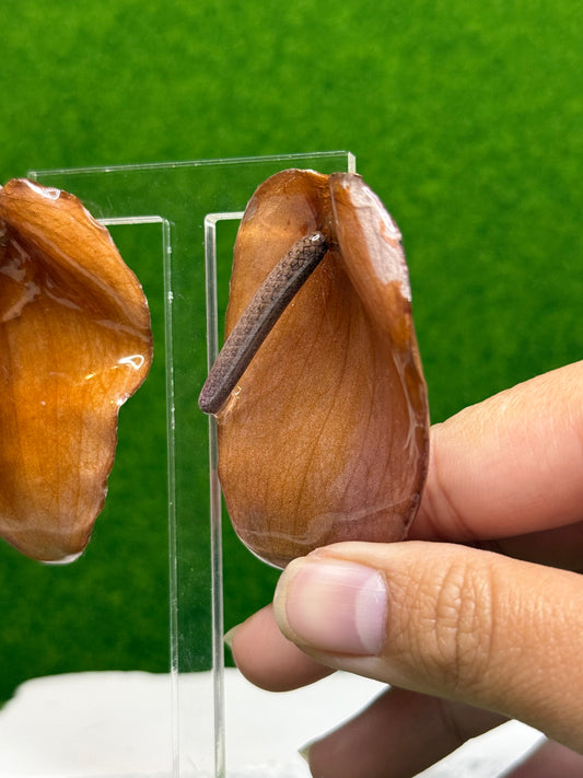 Cocoa Anthurium Earrings