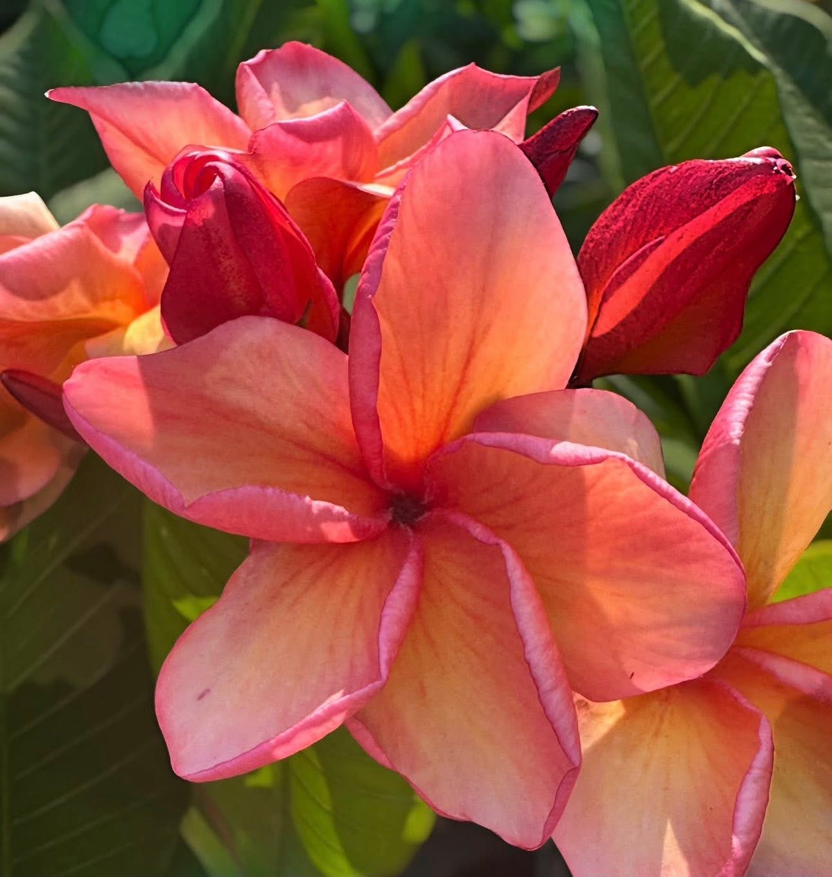Karma Plumeria Accessories