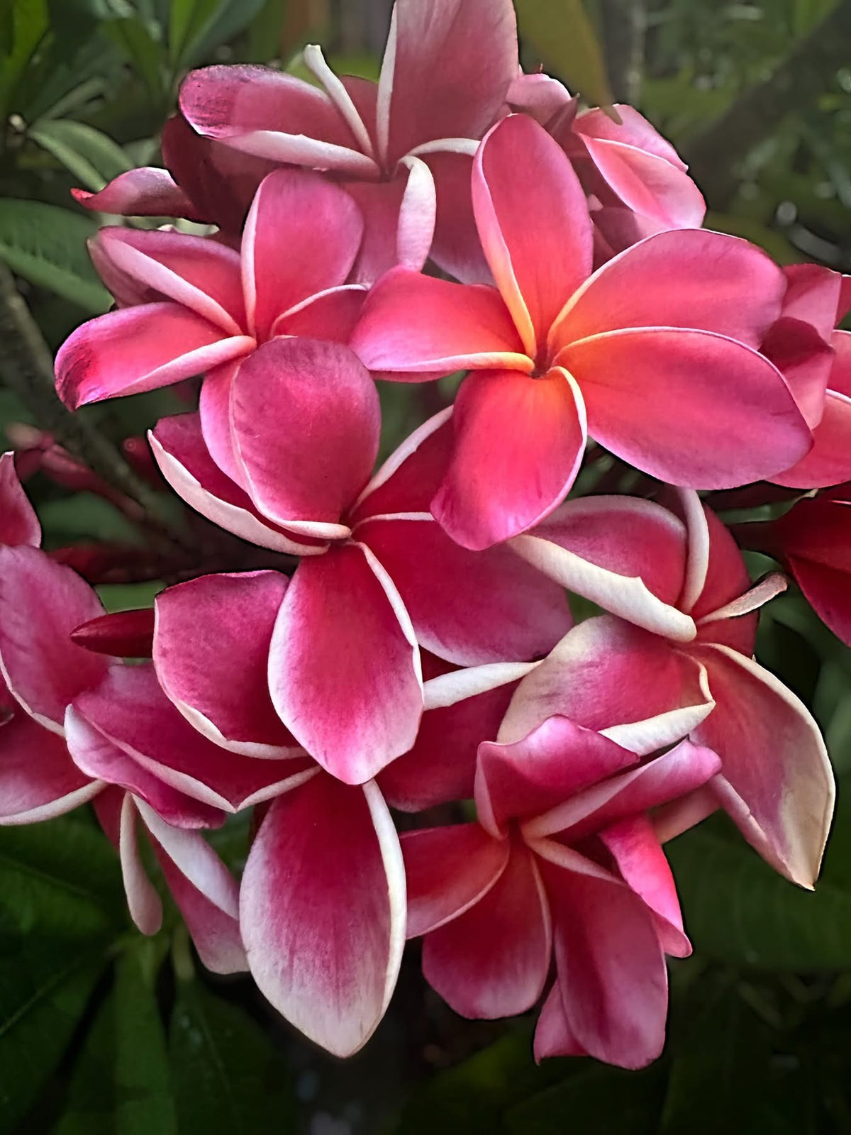 Gina Plumeria Accessories