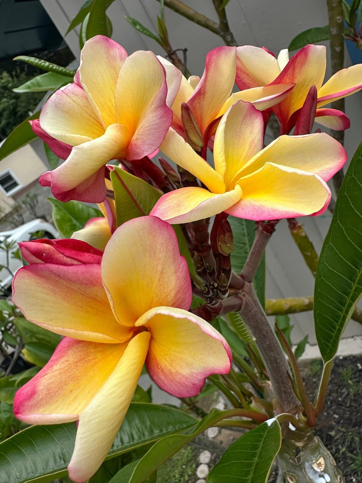 Flow Plumeria Accessories