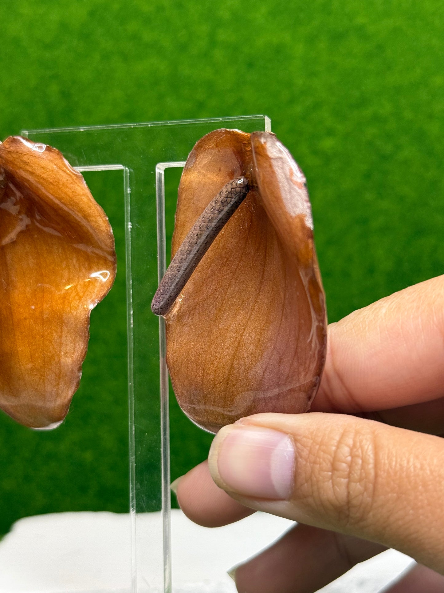 Cocoa Anthurium Earrings