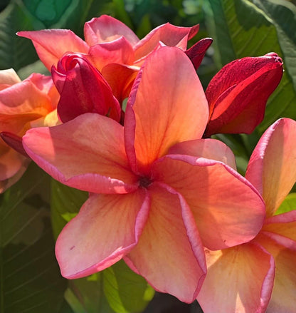 Karma Plumeria Accessories