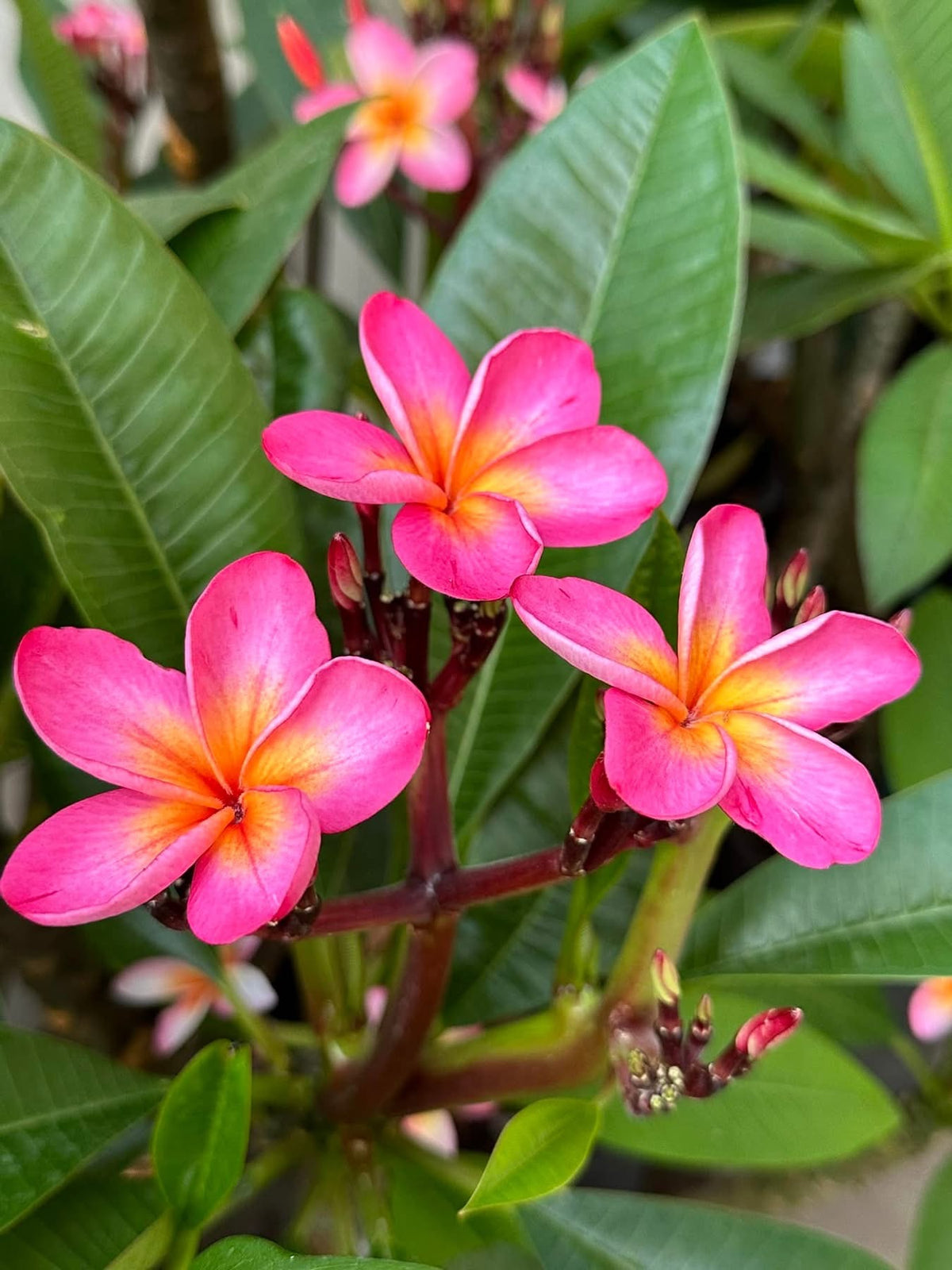 Jubilee Plumeria Accessories