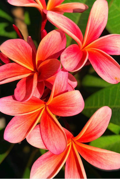 Sundance Plumeria Hairpin