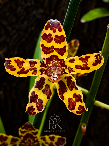 Grammatophyllum Orchid Hairpin