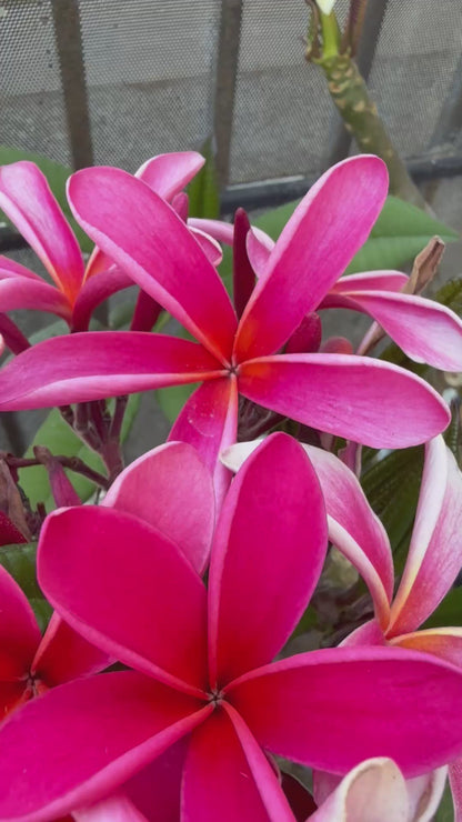 Pink Plumeria Accessories